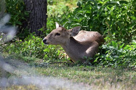 Doe Eyed Charm: Witness the Majestic Nursing Ritual of Wild Deer