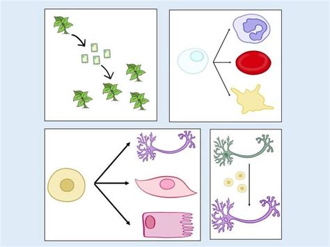 Stem Cells Science 的图像结果