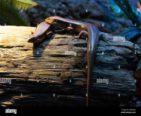 The common garden skink is a small species of lizard in the family ...