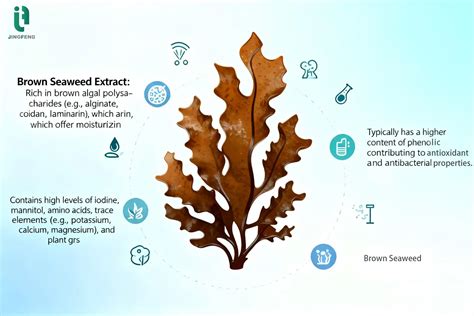 Seaweed Extract: Brown vs. Green Varieties • Humic Acid, Seaweed ...