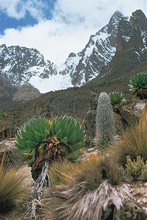 Mount Kenya | vs Kilimanjaro, Forest, Map, Height, Photos, & Country ...