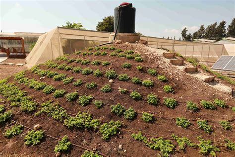 以色列农业奇迹–滴灌技术 - SHALOM阅读