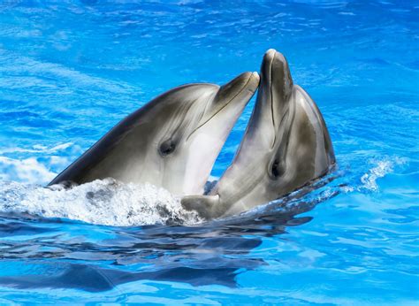 Female dolphins have a clitoris that provides sexual pleasure - Earth.com