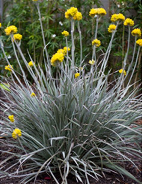 Native Australian Grasses: A Natural Tapestry of Beauty and Benefits