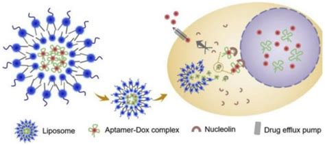 Functionalized Liposome and Albumin-Based Systems as Carriers for ...