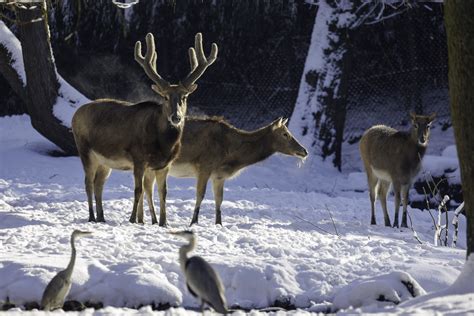 Père David's Deer | Pairi Daiza
