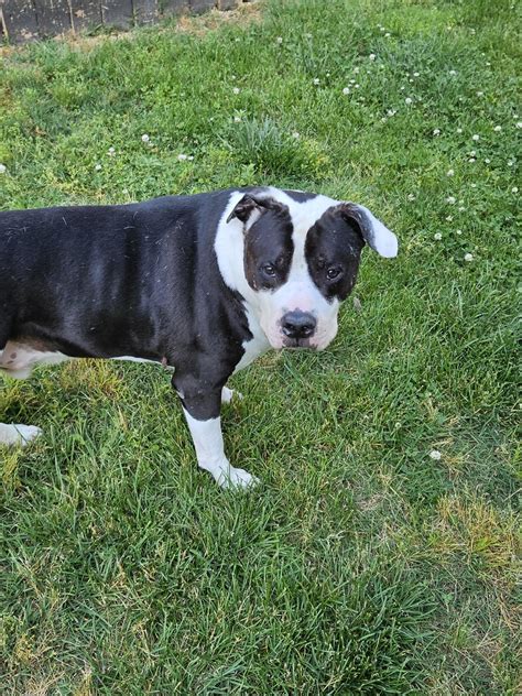 Spinal Arthritis : r/pitbulls