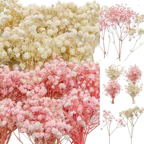 Dried Gypsophila Bouquet,Dried Babys Breath Flowers,Baby's Breath Bulk ...