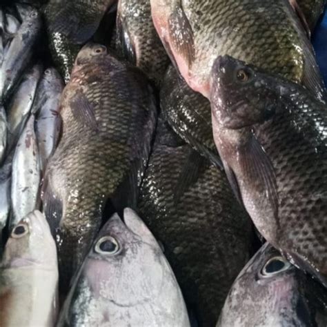 Jual IKAN NILA HIDUP SEGAR 1 KG - Kota Medan - Family'sFresh | Tokopedia