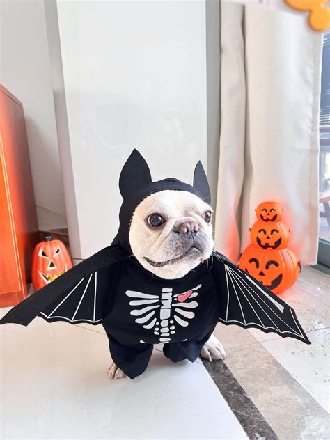 Dog Bat Costume | Dog Halloween Costume Shop | Free SHipping – Frenchiely