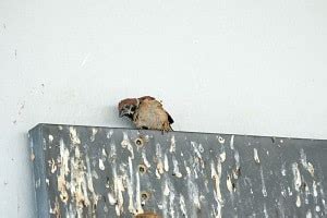 Image result for Birds Exploding From Rice