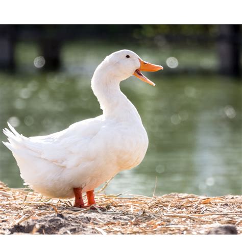 White Ducks Breeds