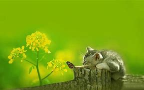 Image result for Spring+Baby+Bunnies