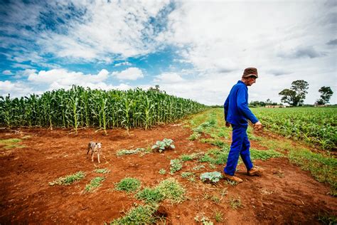 Agriculture in Africa 的图像结果