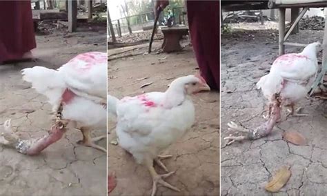 Four Legged Chicken Kfc