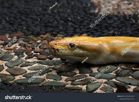 Image result for Python Recipe in Asia