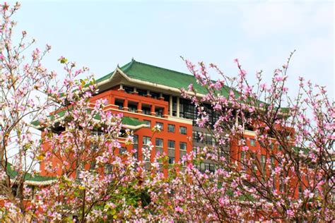 华南农业大学：紫荆盛放 满园春色