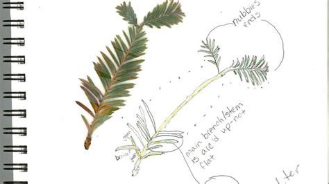 tutorial pencilmation cartoon harry potter