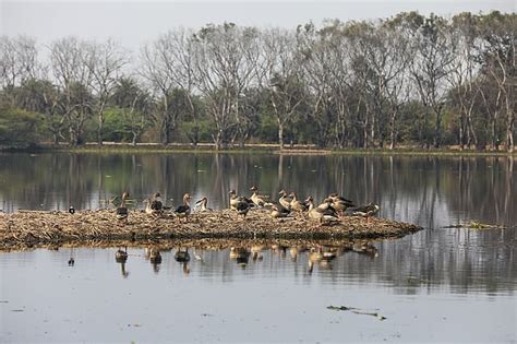 Greater Noida's Surajpur Wetland Conservation Project Initiated