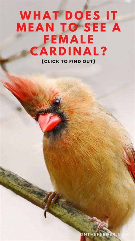 The Spiritual Significance of Red Birds Revealed | Cardinal birds ...