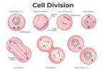 CBSE Class 12th Biology Important Diagrams & Questions