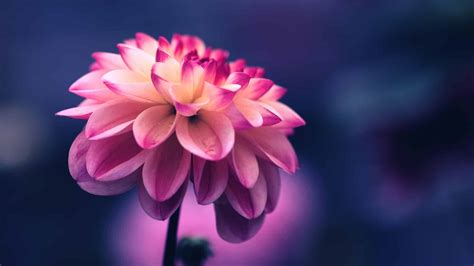 Beautiful Flower Photography