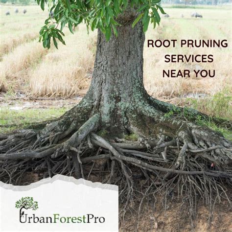 Tree Pruning Portland 的图像结果