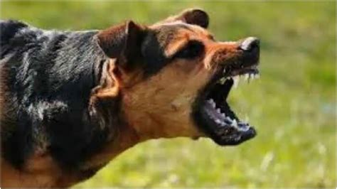 Stray dog attacked child in Palakkad Kumbidi | പാലക്കാട് രണ്ടര ...