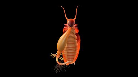 Image result for Digestive System of Cockroach