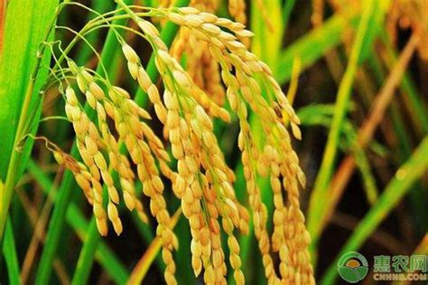 早稻播种时间，水稻种植方法 - 致富热