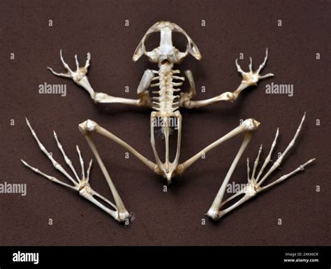Frog Body Bones Frog Skeleton Etsy UK