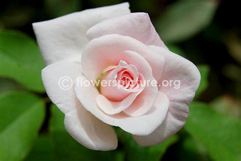 White roses-Varieties with Name