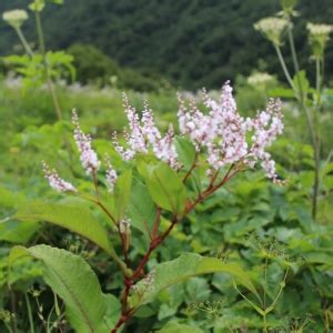 Valley of Flowers Trek Package 2025 - Trekking Guide & Tips