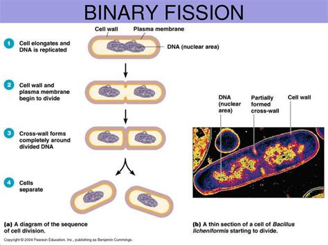 Image result for Binary Fission Examples