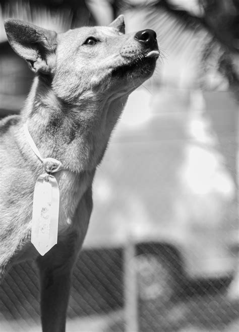 White and Black Sheep in Grayscale Photography · Free Stock Photo