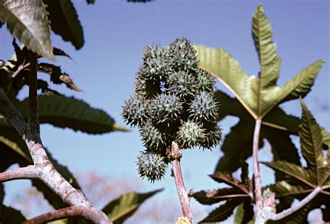 Castor Bean Fruit