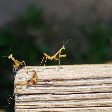 Praying Mantis Babies 7/7 by MaryJane66613 on DeviantArt