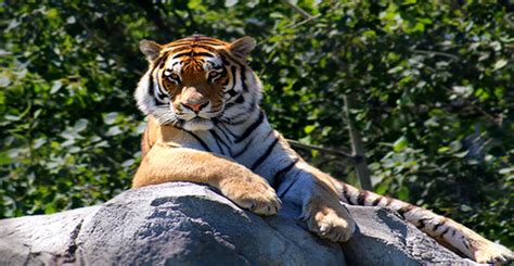 THE SARISKA RETREAT