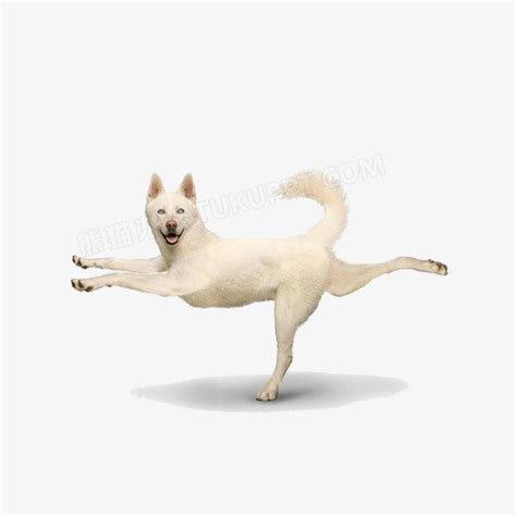 跳舞的狗狗PNG图片素材下载_跳舞PNG_熊猫办公