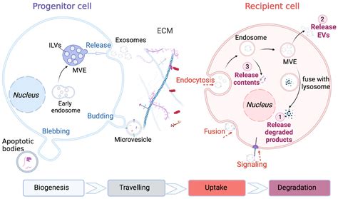 Extracellular Vesicles as Mediators of Intercellular Communication ...