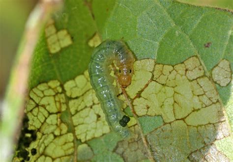 Insect Pests