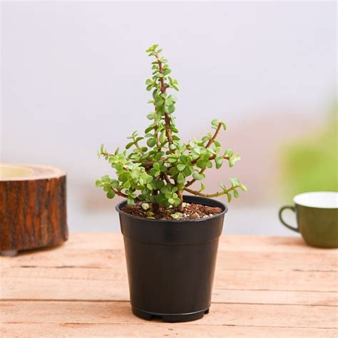 Buy Elephant bush, Portulacaria afra, Jade plant (Green) - Succulent ...