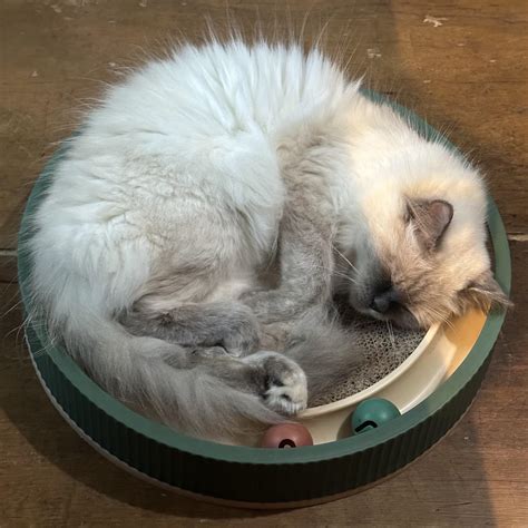 Soft kitty, warm kitty, little ball of fur! Happy kitty, sleepy kitty ...