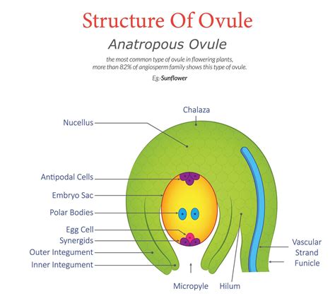 Anatropous Ovule Diagram Structure and Key Features Illustrated 60370456 Vector Art at Vecteezy
