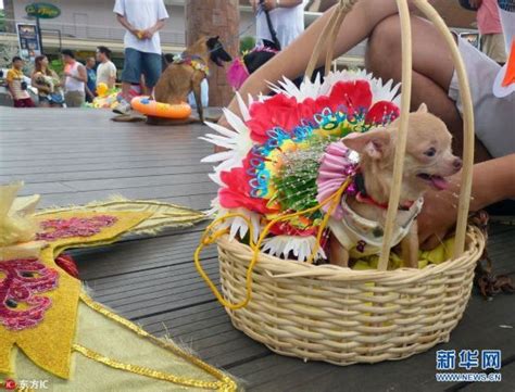 2018年北京宠物文化节 狗狗猫猫聚会啦！