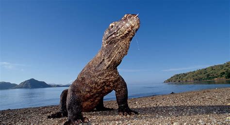 Download The Komodo Dragon, A Relict Of Ancient Earth | Wallpapers.com
