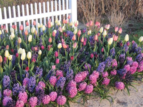 Tulips and Hyacinths | Garden bulbs, Hyacinths garden, Tulips garden
