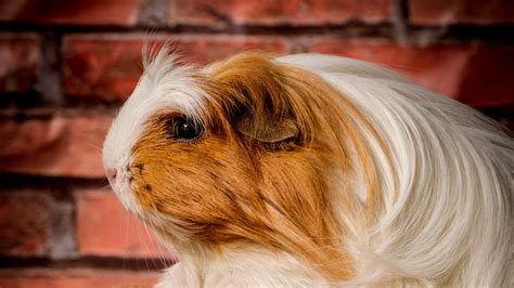 Comprehensive Veterinary Services in Farmers Branch, TX | Animal Clinic ...