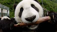 Panda Image by Panda Tongues Evolved To Protect Them From Toxins Study Panda Image