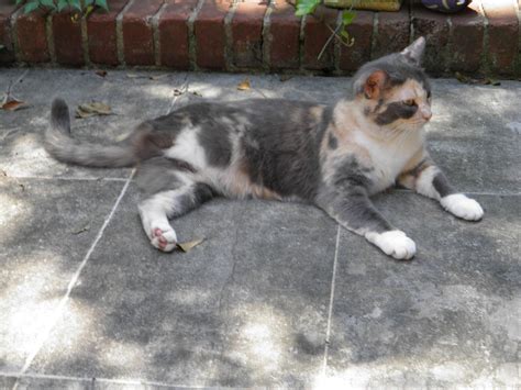 Three-legged cat | Cat pics, Cats, Cute cat